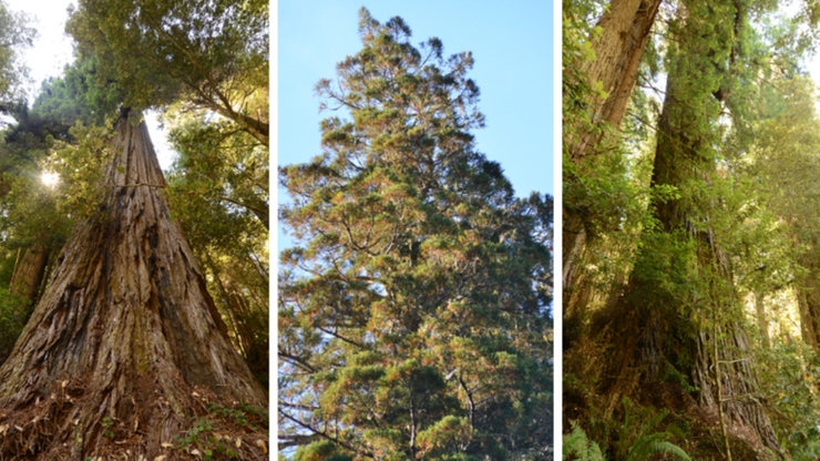 USA. Najwyższe drzewo świata niedostępne dla zwiedzających. Za zbliżenie się grozi wysoka kara