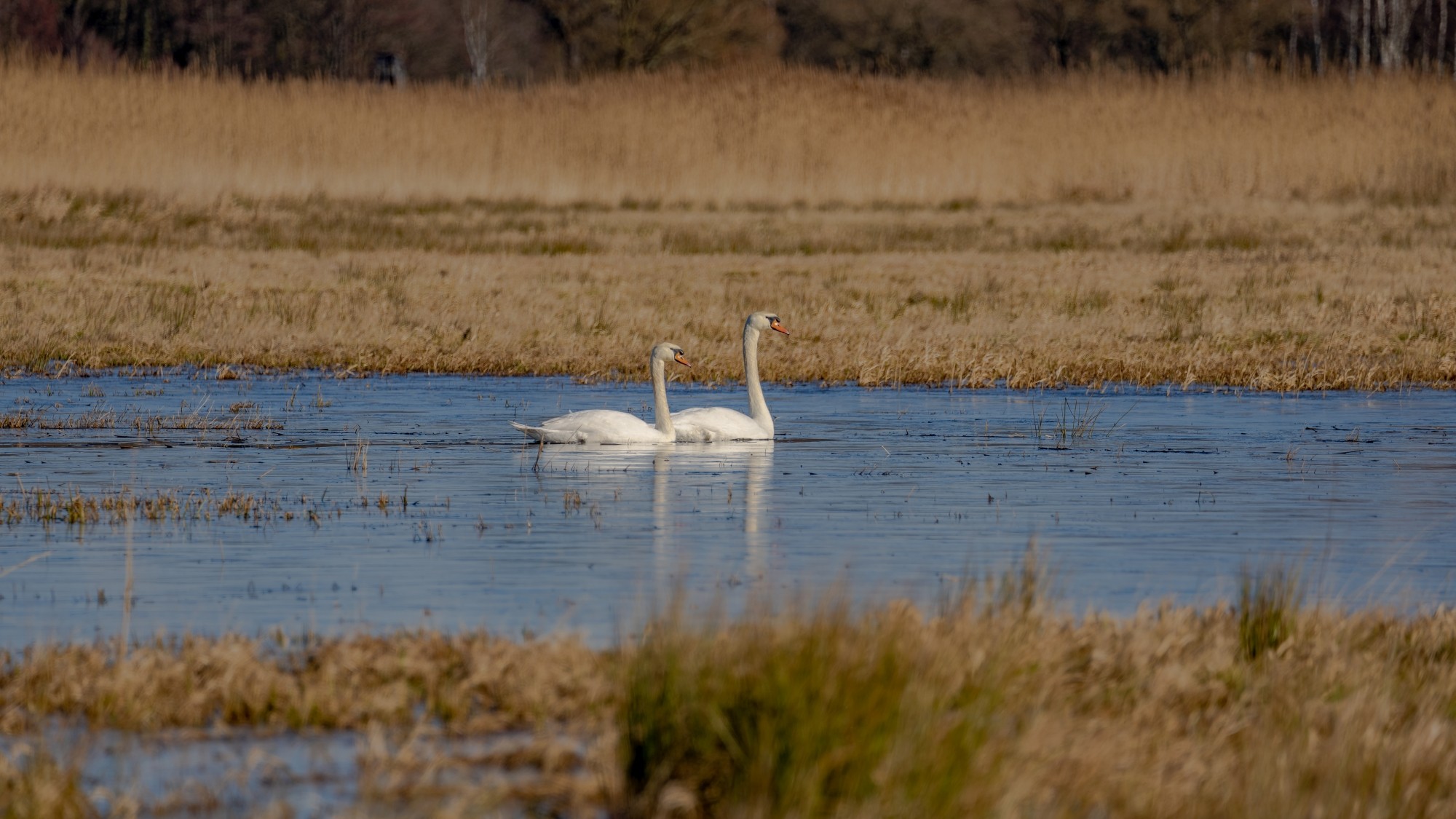 Wiosna coraz bliżej - zdjęcie 34