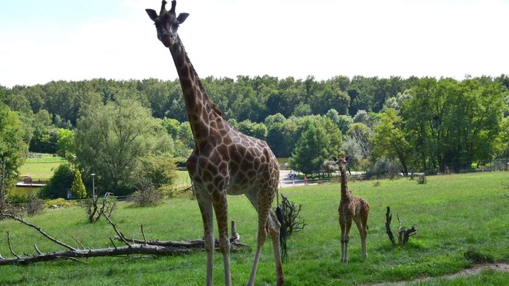 Zmarła żyrafa Dobrawka z poznańskiego zoo. Do jej śmierci mogli przyczynić się zwiedzający