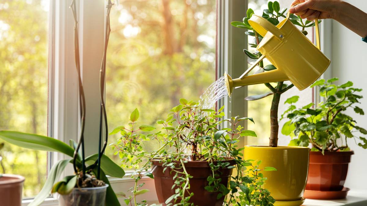 Ręka z konewką podlewa rośliny doniczkowe na parapecie.