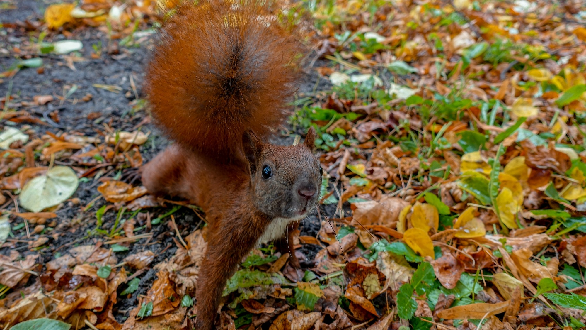 Jesień w górach, lasach i nad jeziorami - zdjęcie 9