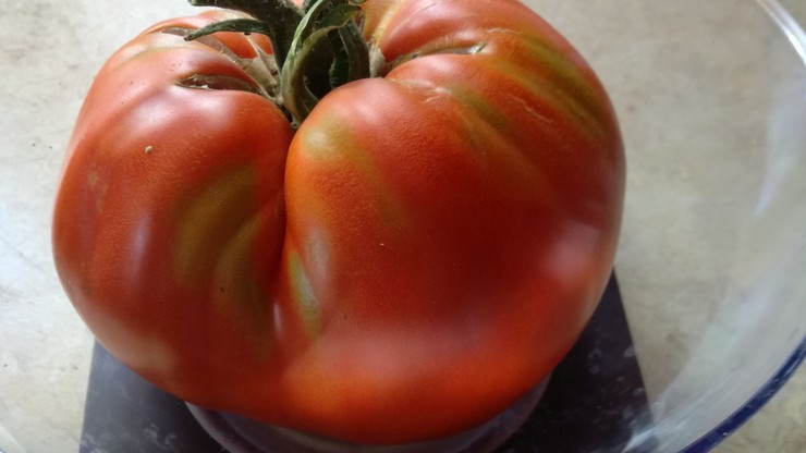 Ważący 1,1 kg pomidor-gigant wyhodowany przez naszego użytkownika