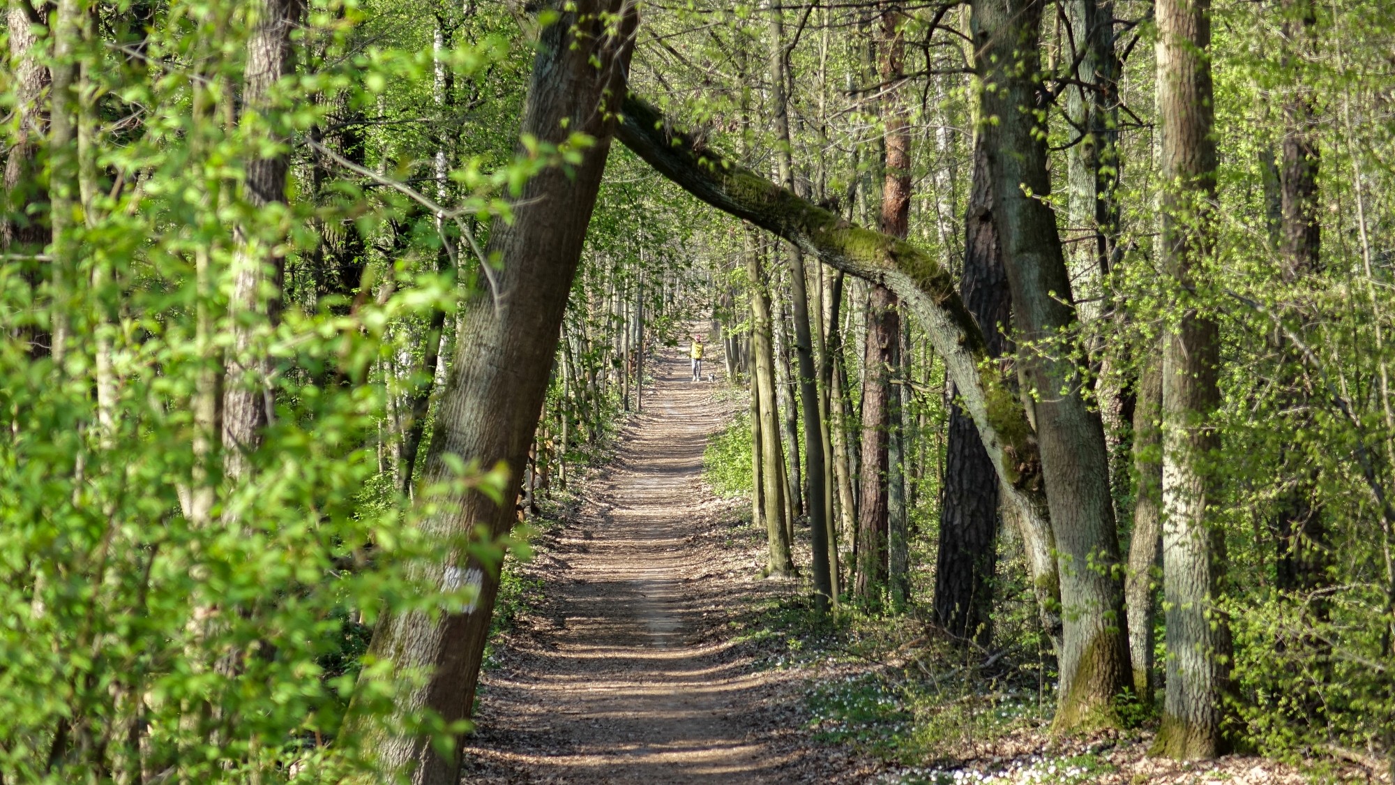 Urocze zakątki w lasach - zdjęcie 72