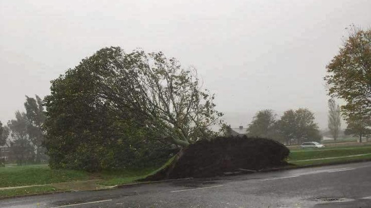 Ophelia przewraca drzewa w Irlandii. Są ofiary