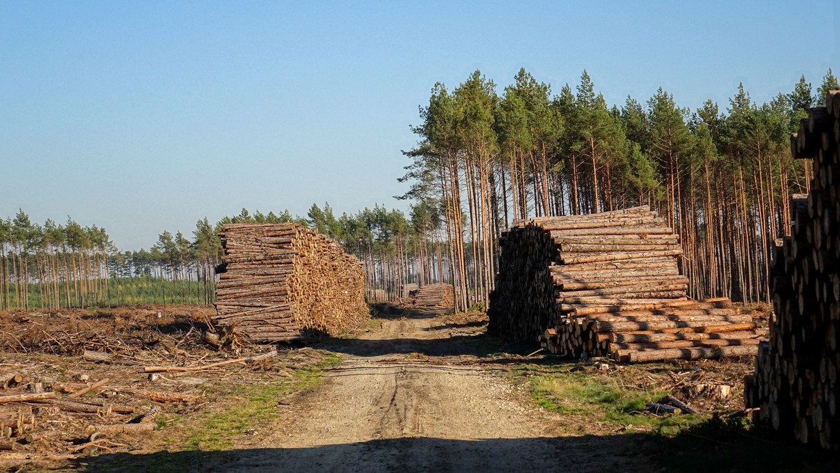 Bory Tucholskie po huraganie - zdjęcie 12