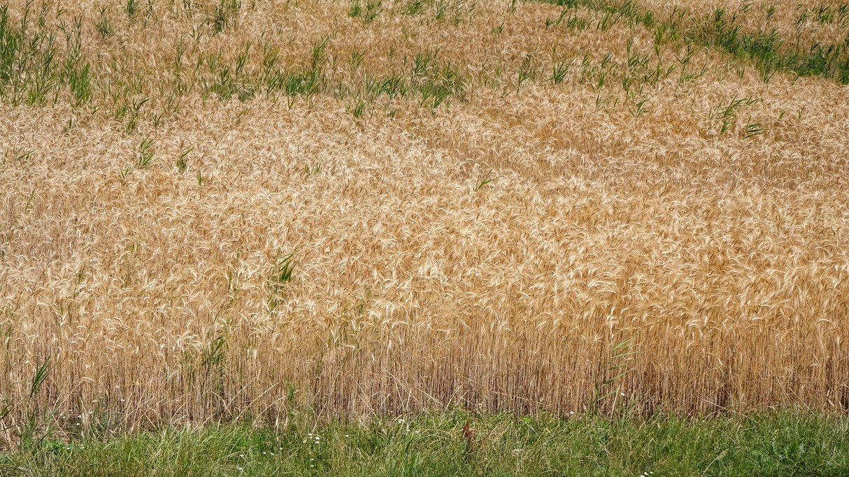 Czerwiec w obiektywie - zdjęcie 48