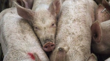 Rozczłonkowane martwe świnie odnalezione w strefie zagrożenia ASF