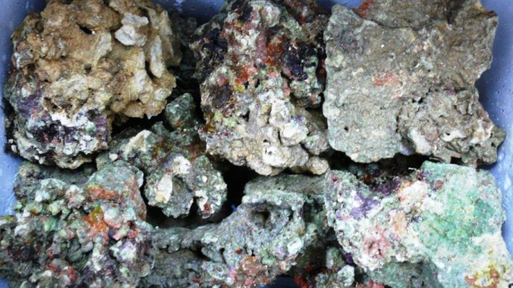 Udaremniono przemyt 170 kg fragmentów żywej rafy koralowej