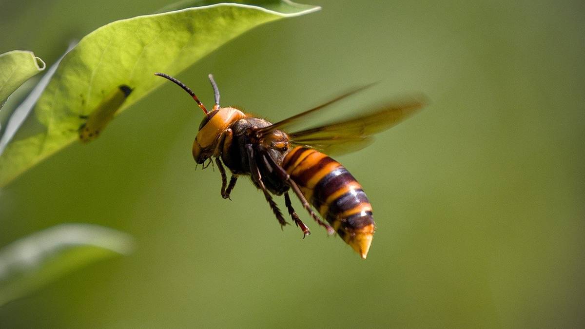 Niebezpieczny gatunek coraz bliżej Polski. "Spodziewaliśmy się"