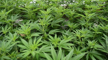 Londyńska policja: lockdown sprzyja uprawie marihuany. Wykryto ponad tysiąc nowych farm