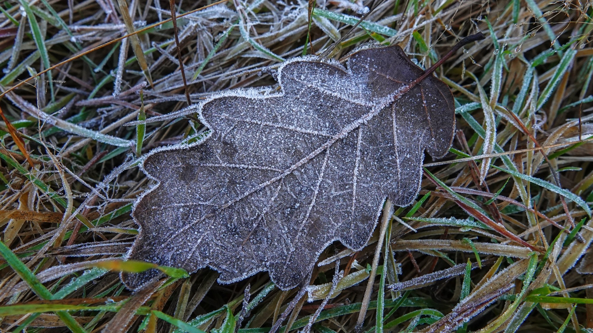Szron pod lupą - zdjęcie 36