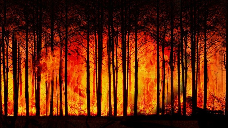 Od początku roku niemal 1,5 tys. pożarów lasów i 25 tys. pożarów traw
