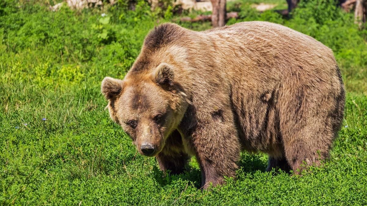 Problem z niedźwiedziami na Słowacji. Dwa incydenty w 48 godzin