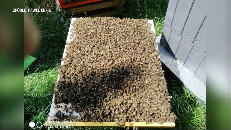 Paweł Kukiz stracił 40 tys. pszczół. Ktoś je zabił, stosując środek na komary