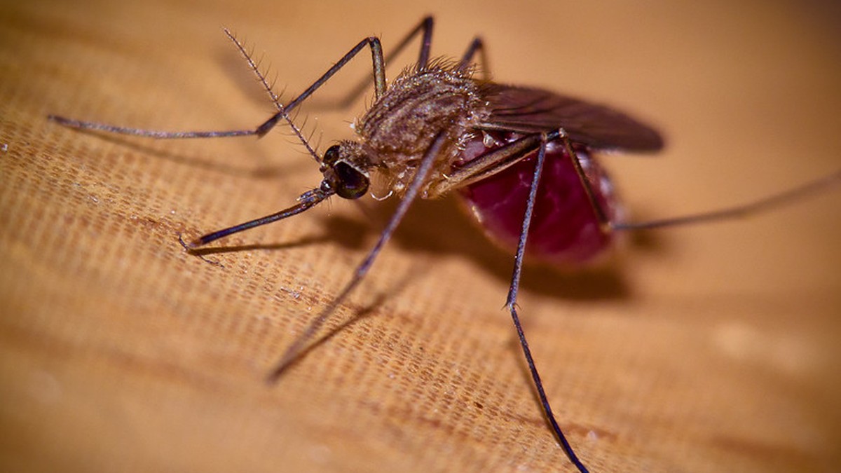 Rośnie ryzyko groźnych chorób w Europie. Ocieplenie klimatu sprzyja rozprzestrzenianiu się komarów