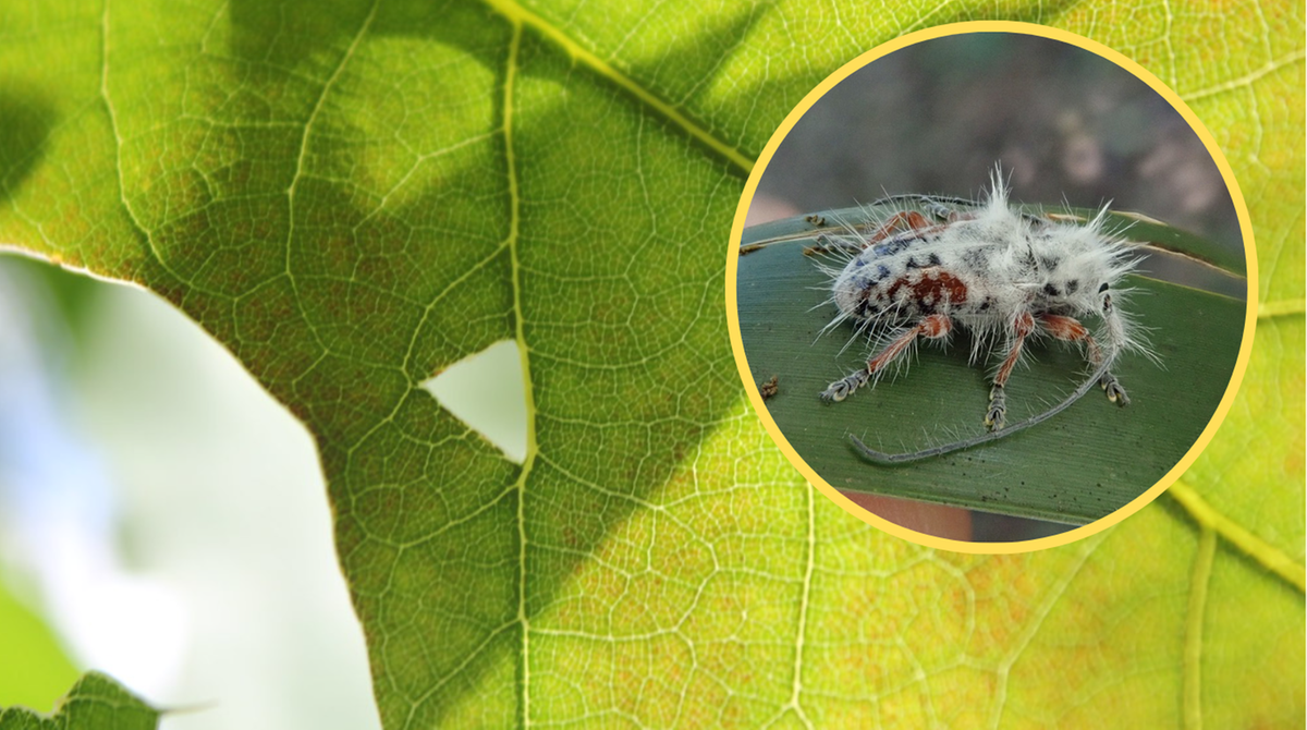 Odkryto nowy rodzaj chrząszcza. "Zobaczyłem najbardziej puszystego owada w życiu"
