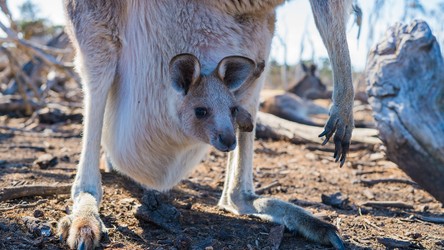 01.03.2021 05:00 Australia kolebką ziemskiego życia? Dowody ukryte w liczących 3,5 miliarda lat kamieniach