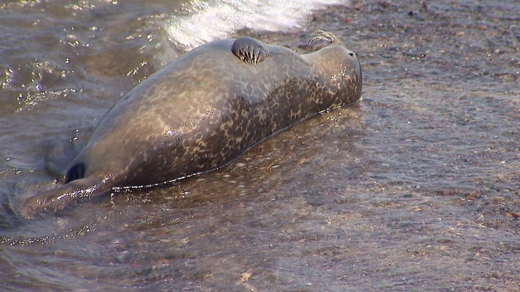 Piąta martwa foka znaleziona nad Bałtykiem. Już 50 tysięcy zł nagrody za wskazanie sprawców