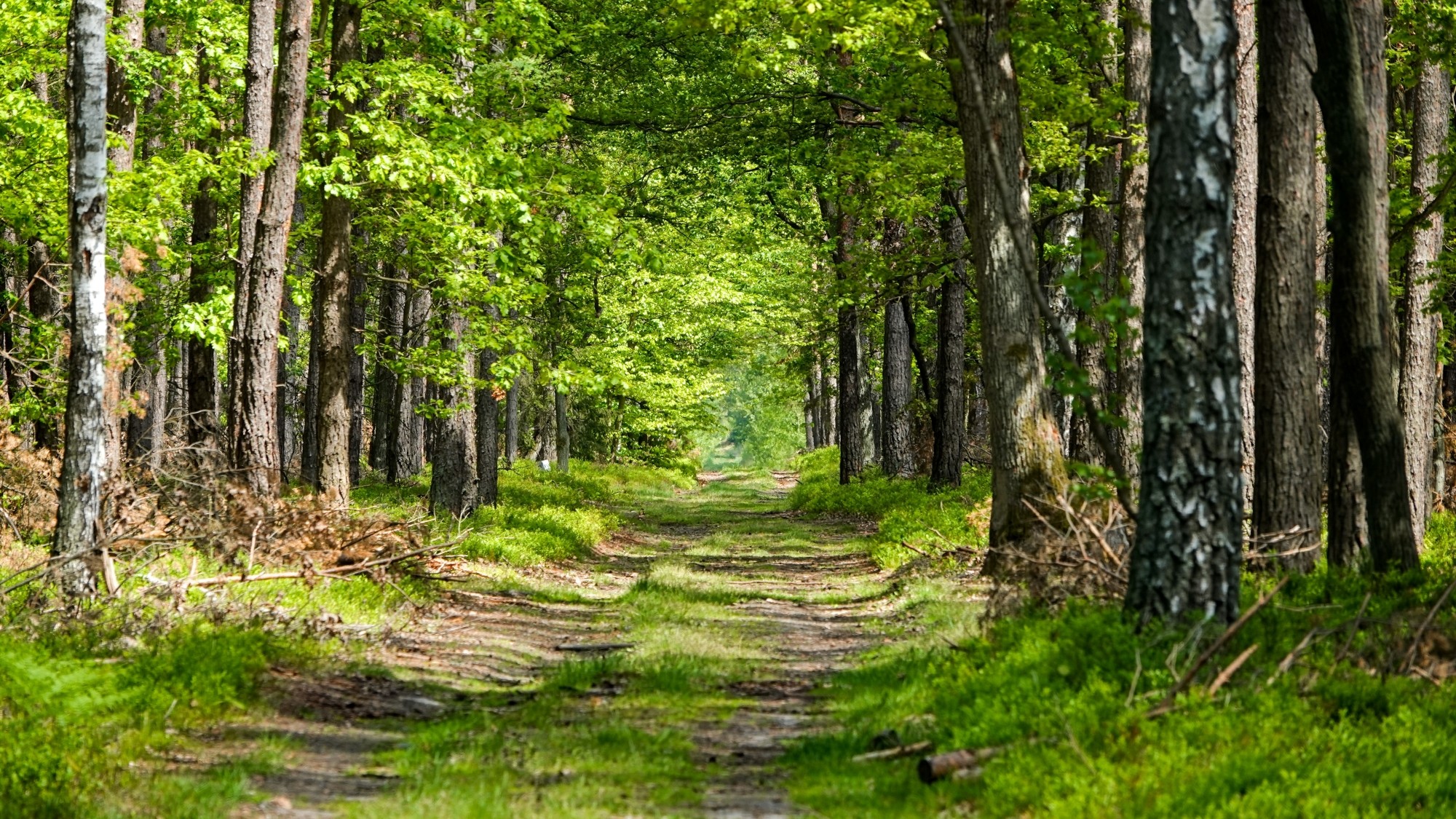 Uroki zielonej pory roku - zdjęcie 68