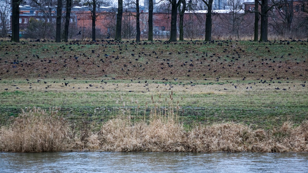 Styczeń w obiektywie - zdjęcie 52