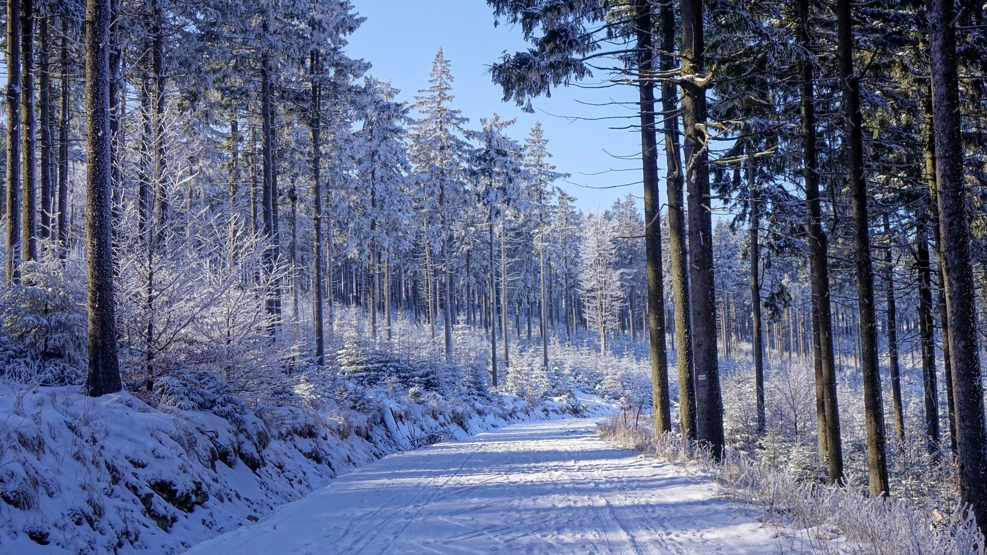 Urocze zakątki w lasach - zdjęcie 4