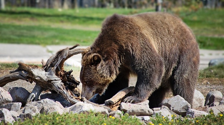 Nie będzie odstrzału grizzly w Parku Yellowstone. Sąd w Montanie uchylił zezwolenie