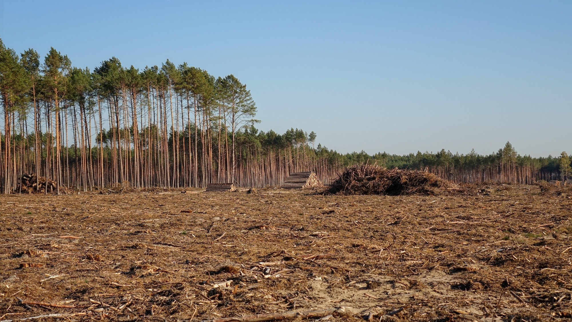 Bory Tucholskie po nawałnicy - zdjęcie 6