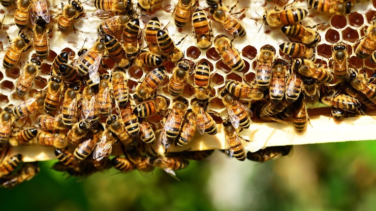 W Małopolsce będą rozdawać mieszkańcom ule z pszczołami