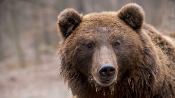 Znana ze zdjęć niedźwiedzica zastrzelona po słowackiej stronie Tatr