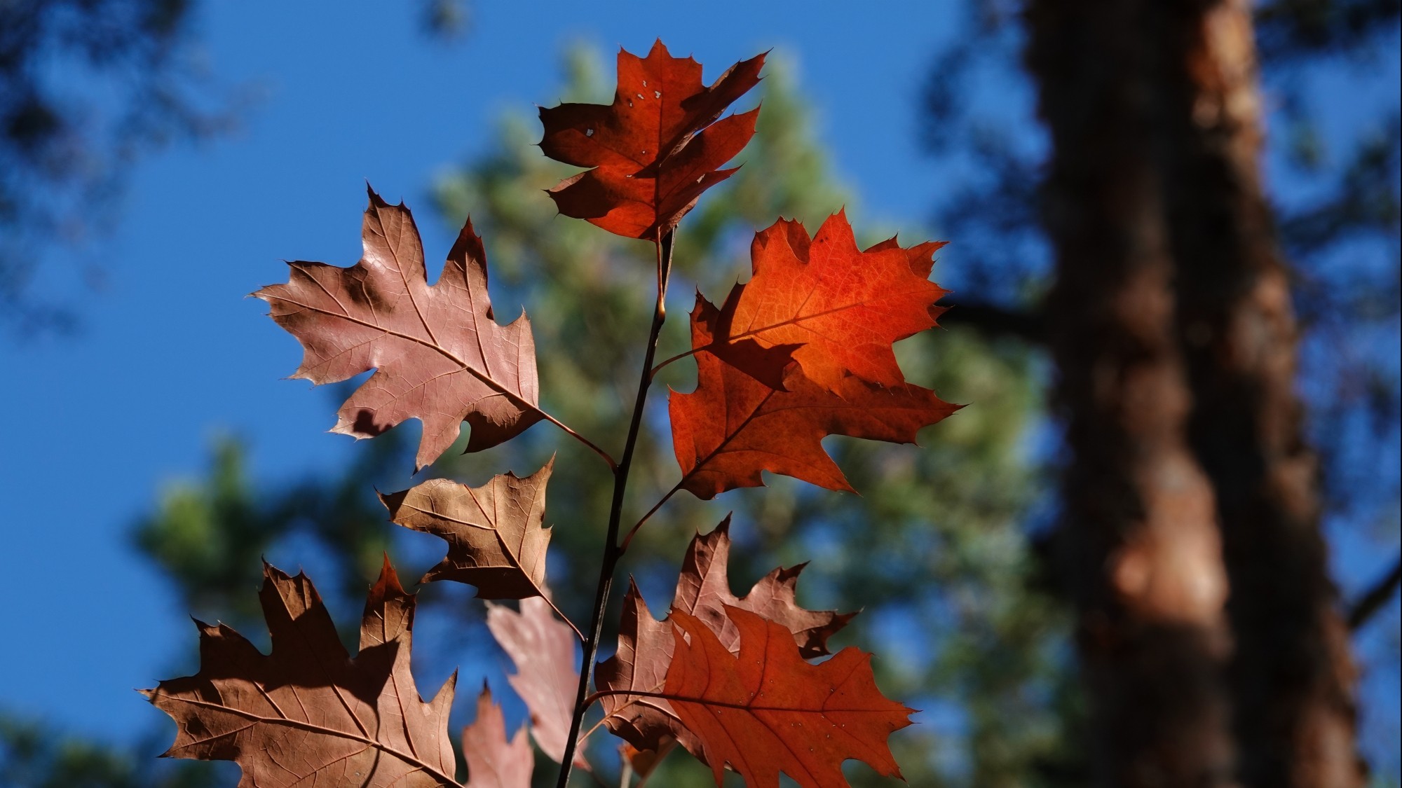Jesienne klimaty - zdjęcie 33