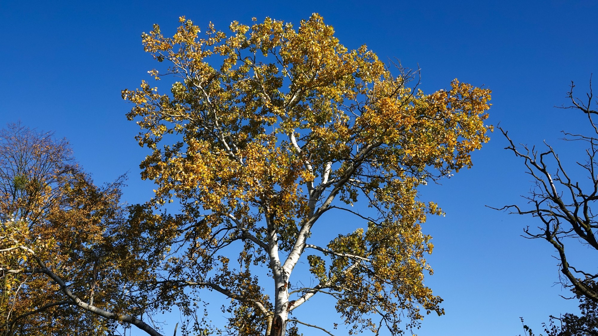 Wszystkie barwy jesieni - zdjęcie 26