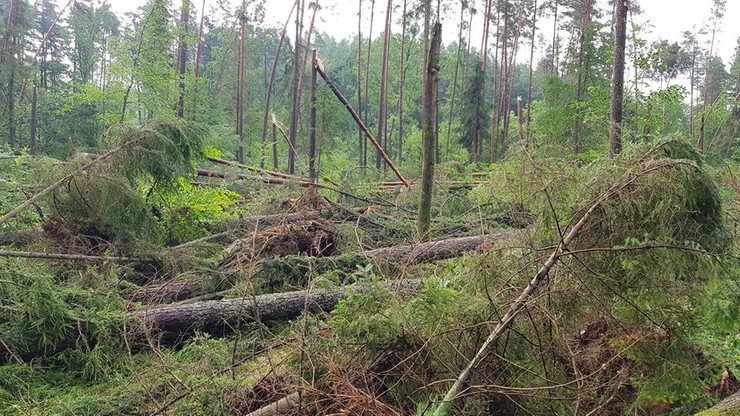 Potężna trąba powietrza zniszczyła kilkanaście hektarów lasu na Mazurach