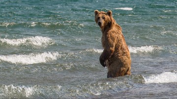 Kibicom na mundialu w Rosji grozi pożarcie przez niedźwiedzie. Ostrzega szef angielskich kibiców