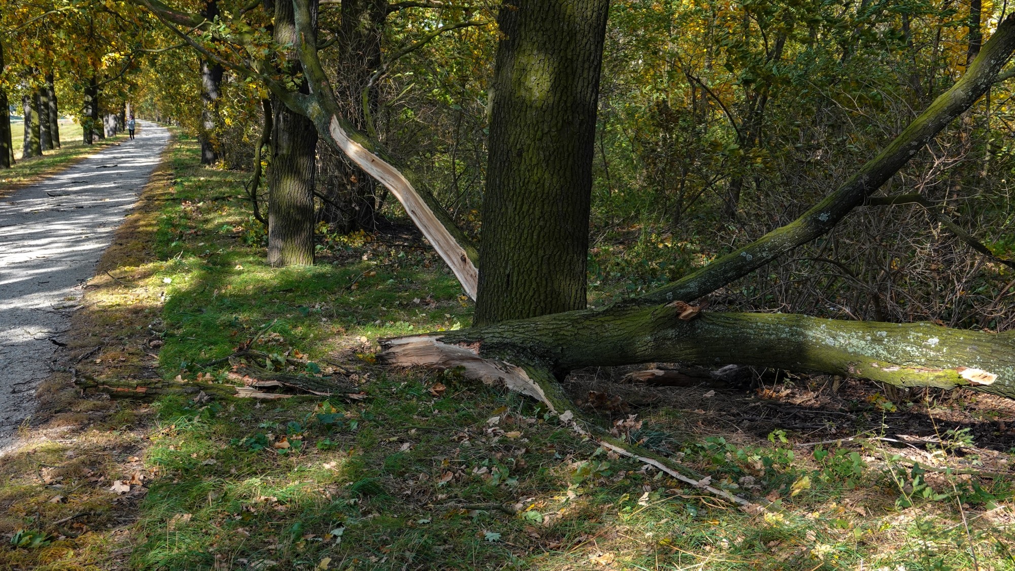 Wichura w Polsce - zdjęcie 20