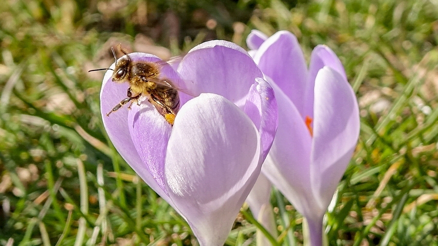 30.12.2018 09:00 Grudnie przestają być zimowe, coraz częściej przypominają przedwiośnie. Kwitną kwiaty, latają pszczoły