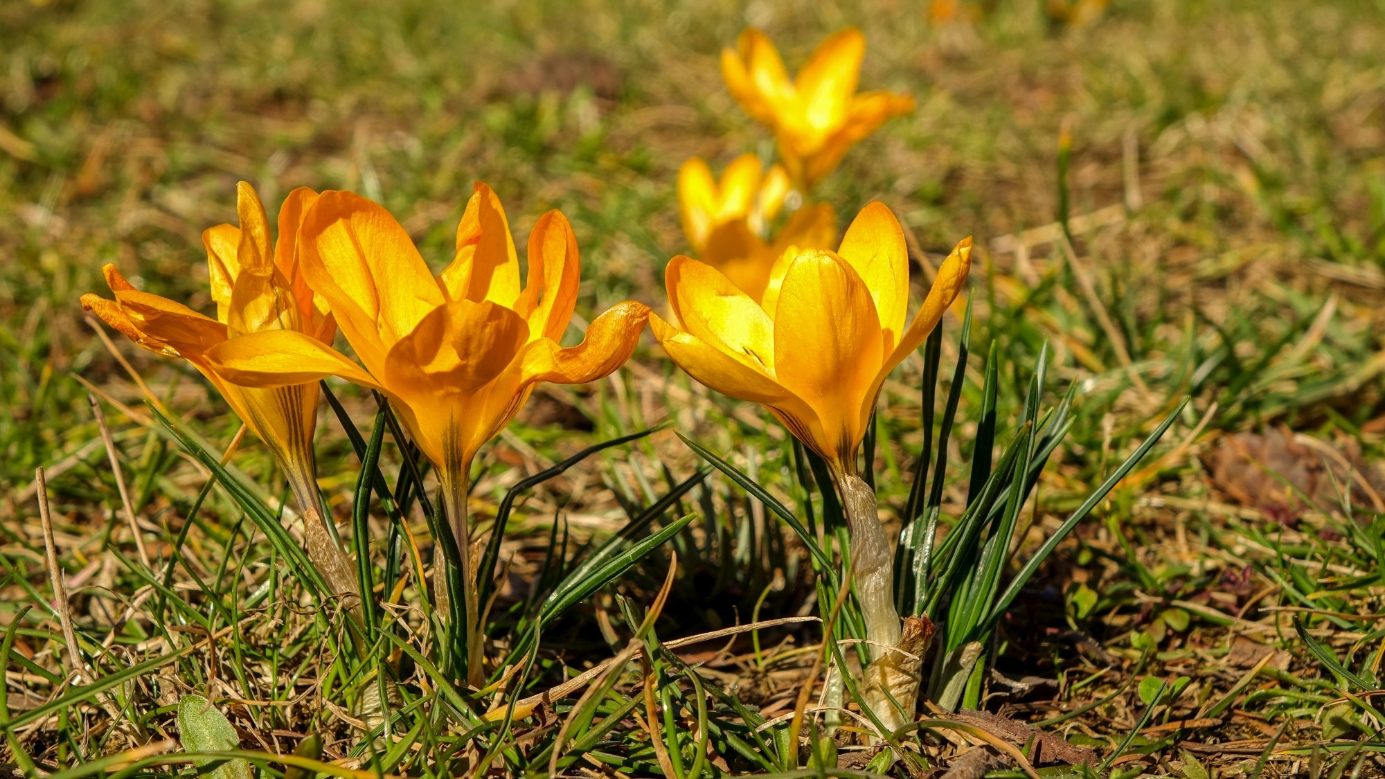 Wiosenna pobudka - zdjęcie 13