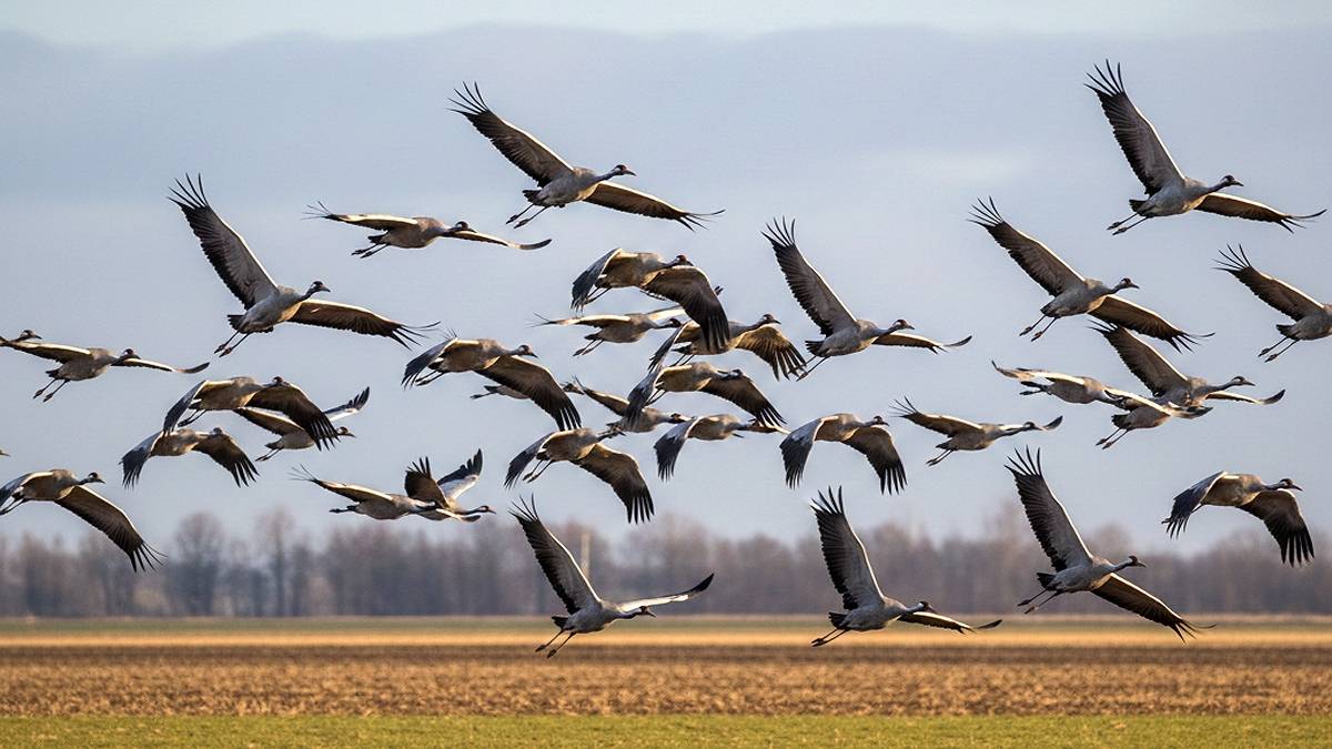 Całe stada ptaków lecą nad Polską. Wiemy, co się dzieje