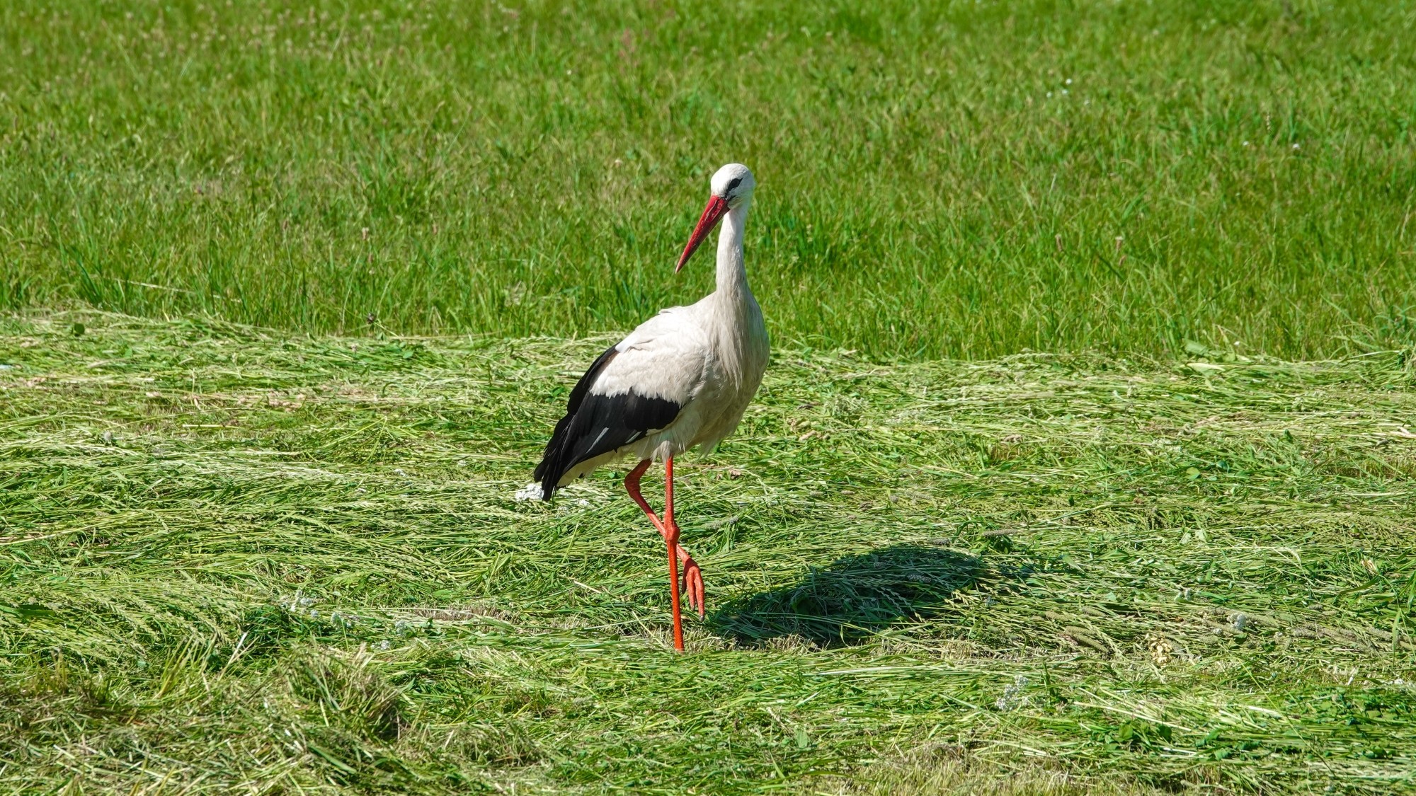 Lato w plenerze - zdjęcie 22