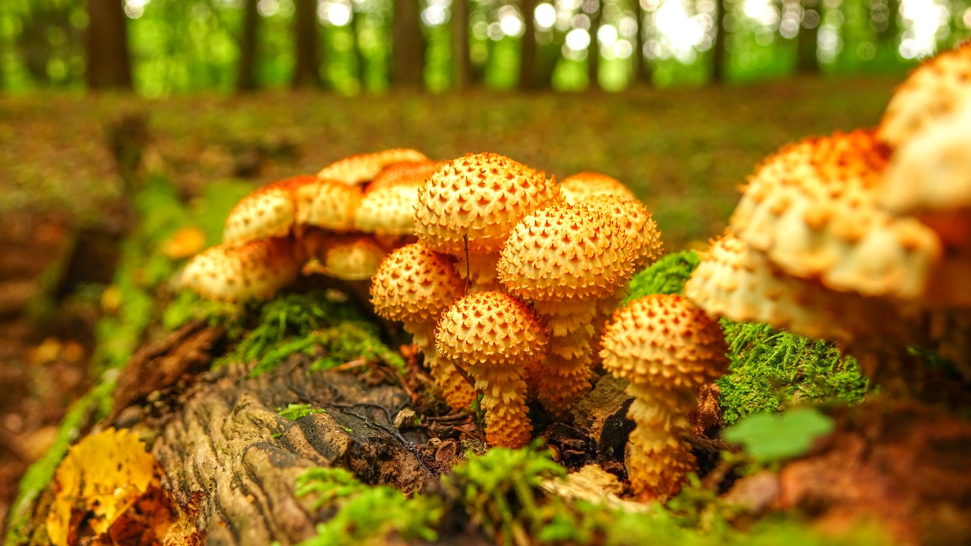 Sezon na grzyby - zdjęcie 6