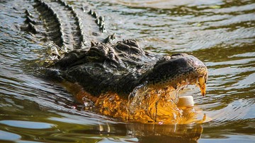 Dwa aligatory zabiły starszą kobietę