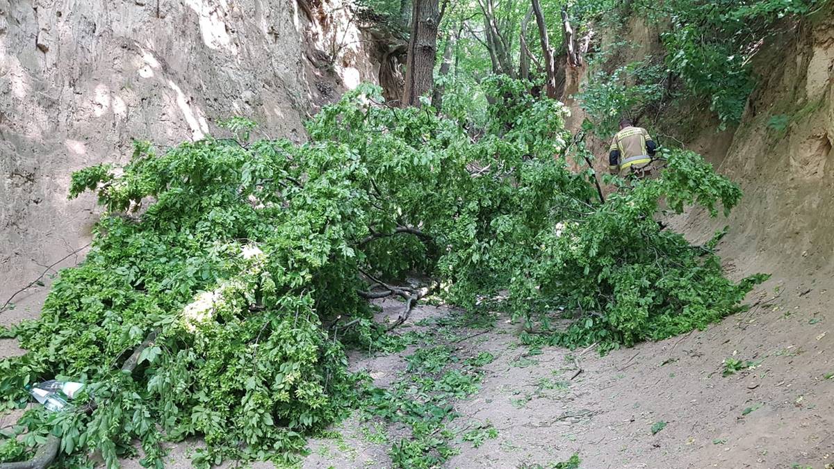 Akcja służb w Kazimierzu Dolnym. Na grupę z dziećmi spadł konar, wezwano LPR