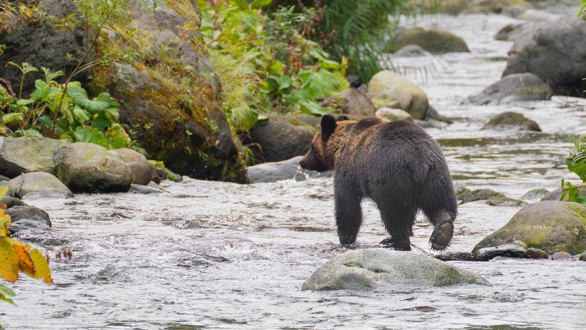 Śmiertelne ataki niedźwiedzi w Japonii. Władze wzywają na pomoc wojsko