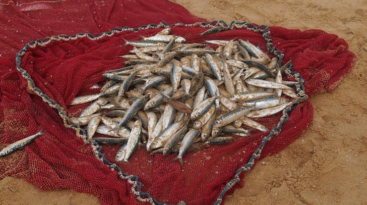 Rybołówstwo: koniec z przekazywaniem kwot połowowych. Prezydent podpisał ustawę