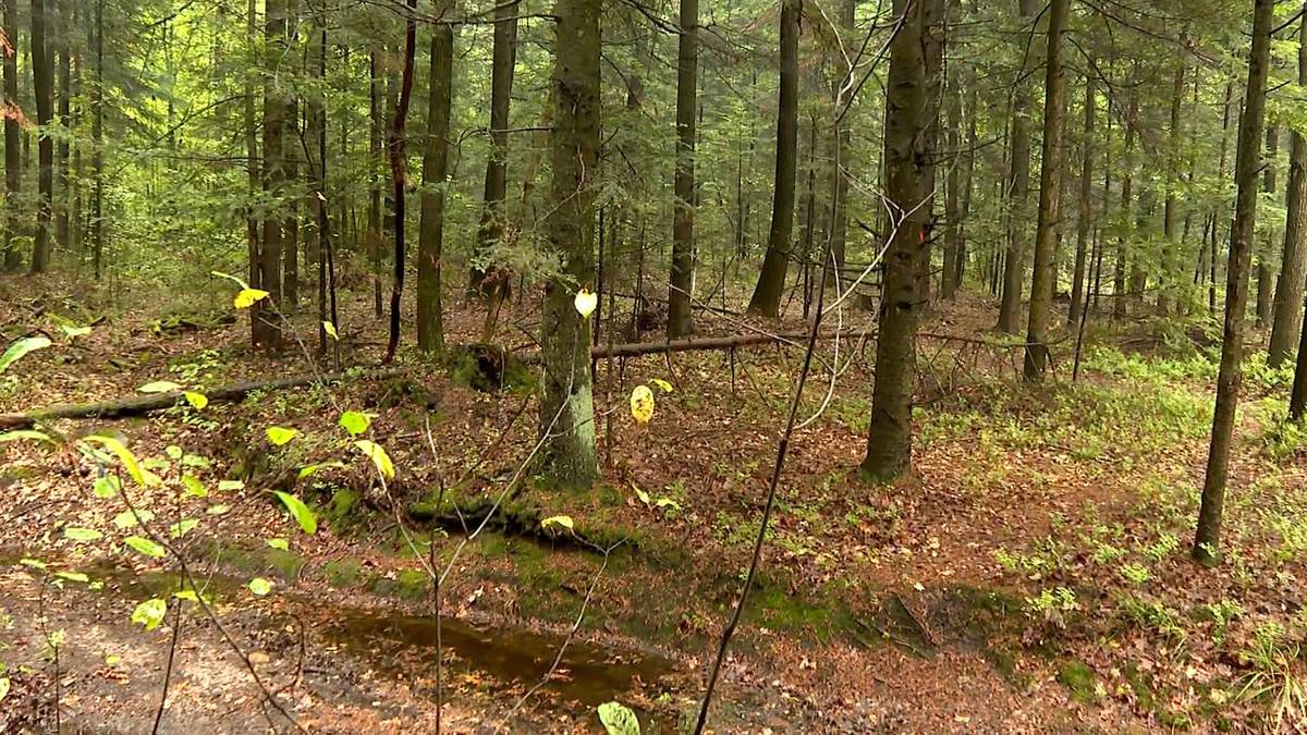 Badania nad grzybami zaskoczyły naukowców. Odkrycie może pomóc wielu ludziom