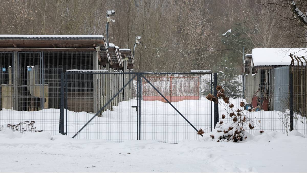 Budynki schroniska dla zwierząt pokryte śniegiem, z ogrodzeniem przed nimi.