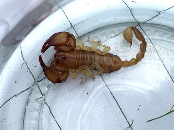 Wrócili z wakacji, a w bagażu… żywy skorpion. Pełen emocji weekend warszawskiego Ekopatrolu 