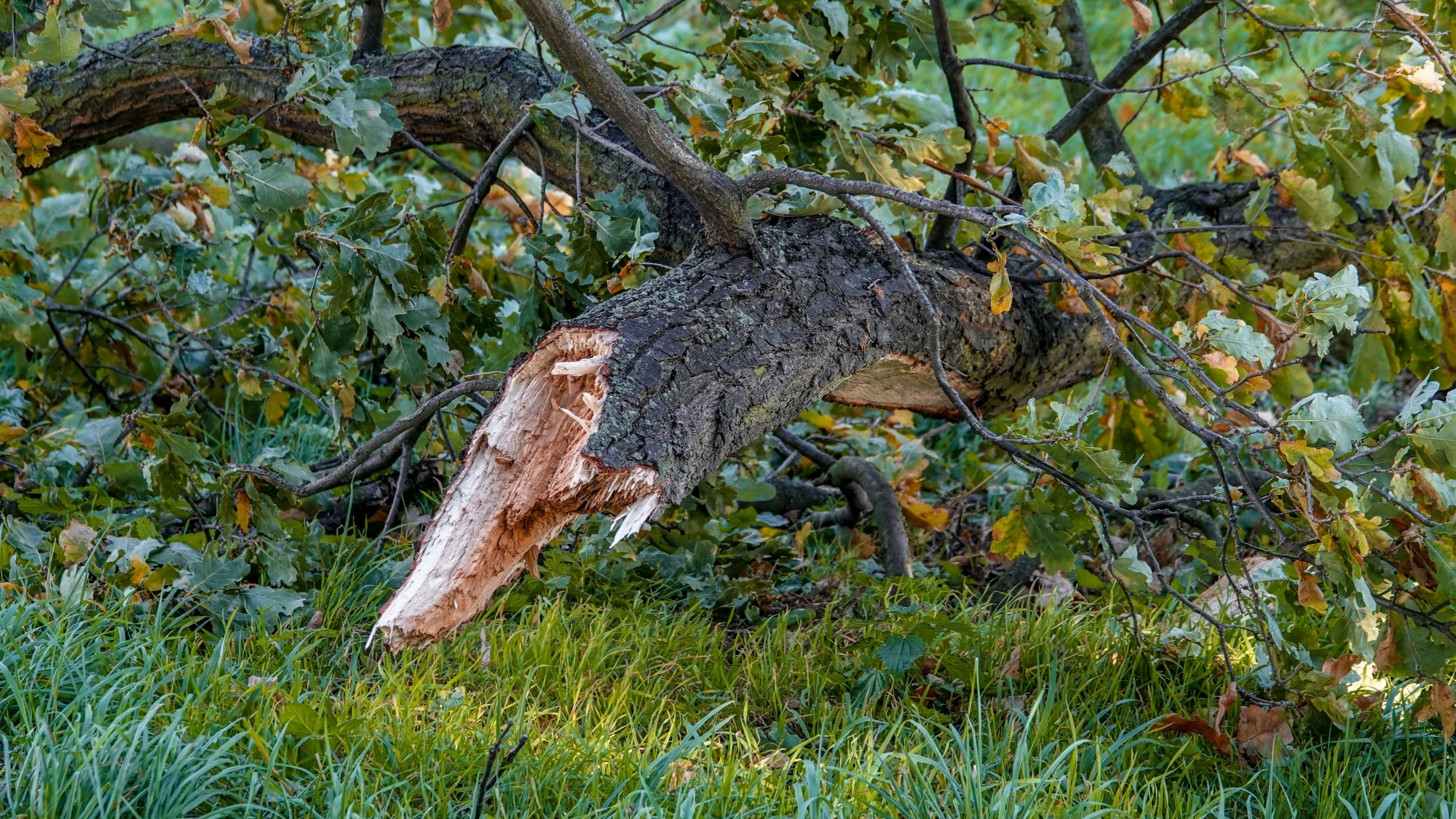 Wichura w Polsce - zdjęcie 9
