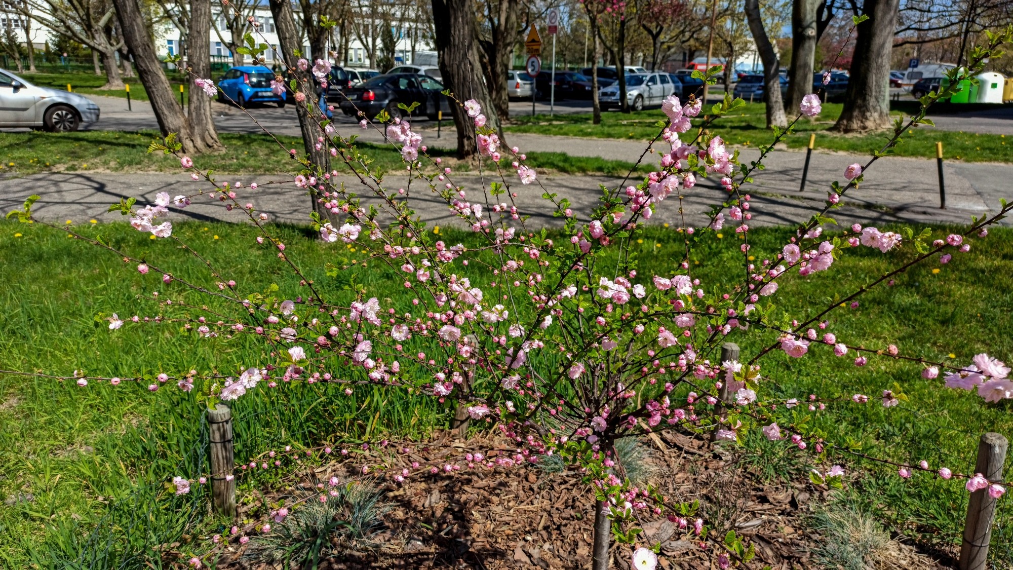 Kwitnąca wiosna - zdjęcie 13