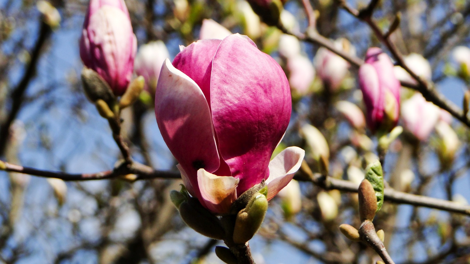 Wiosna radosna - zdjęcie 7