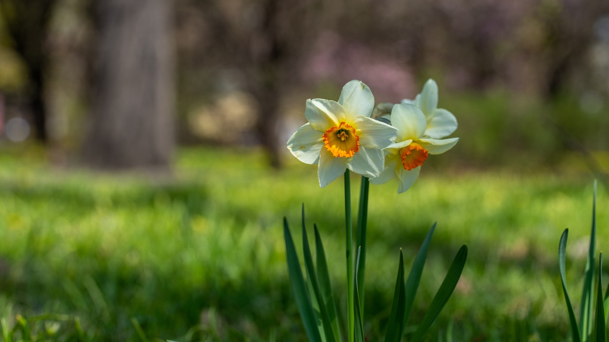 Miejska przyroda - zdjęcie 12